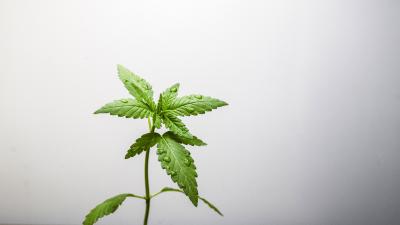 Medical Cannabis is Now Easier to Get in Queensland