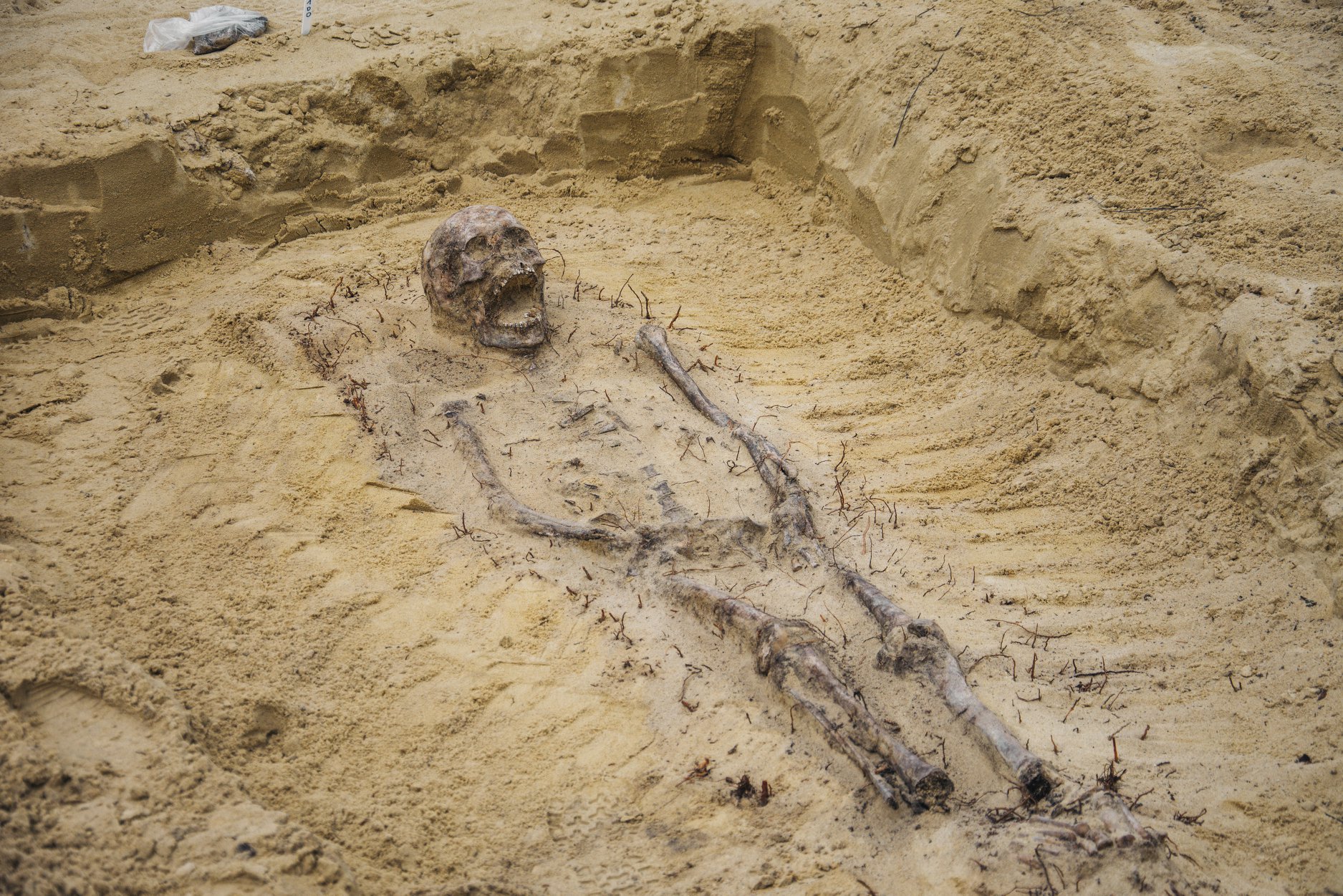 A partially excavated skeleton.  (Image: Gminne Centrum Kultury w Jeżowem/Facebook)