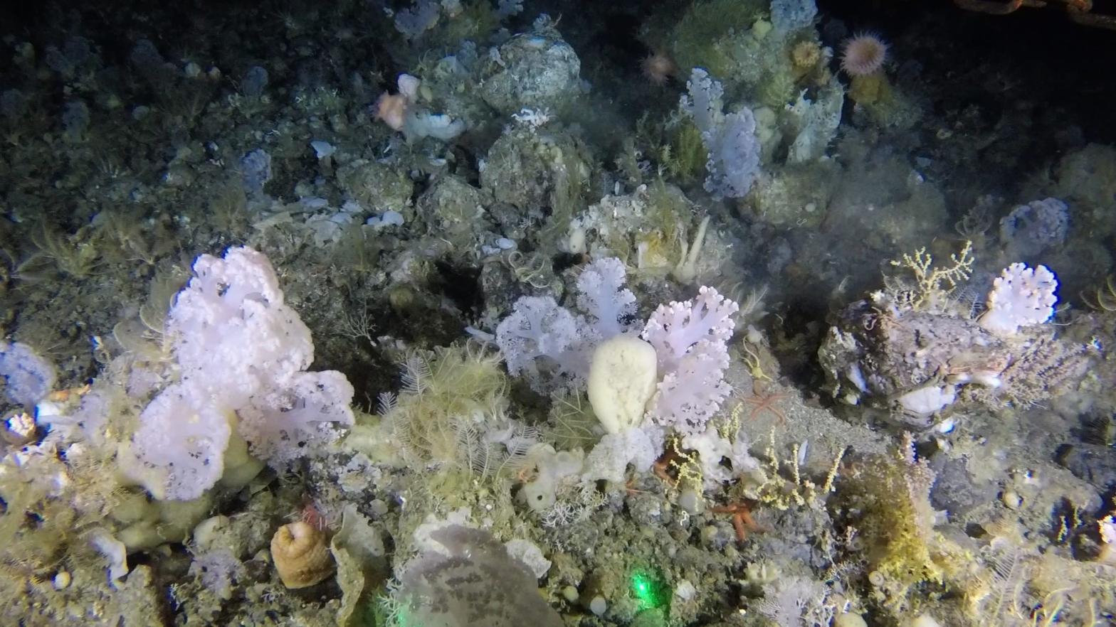 Image from benthic sled. Coral garden habitat with a high diversity of animals including sponges, anemones, and feather stars (Photo: ZSL/GINR)