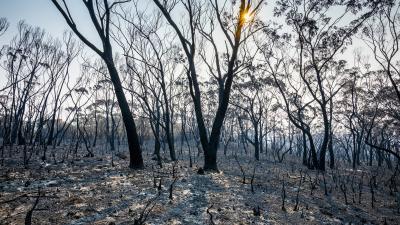 From Kangaroo Island to Mallacoota, Citizen Scientists Proved Vital to Australia’s Bushfire Recovery