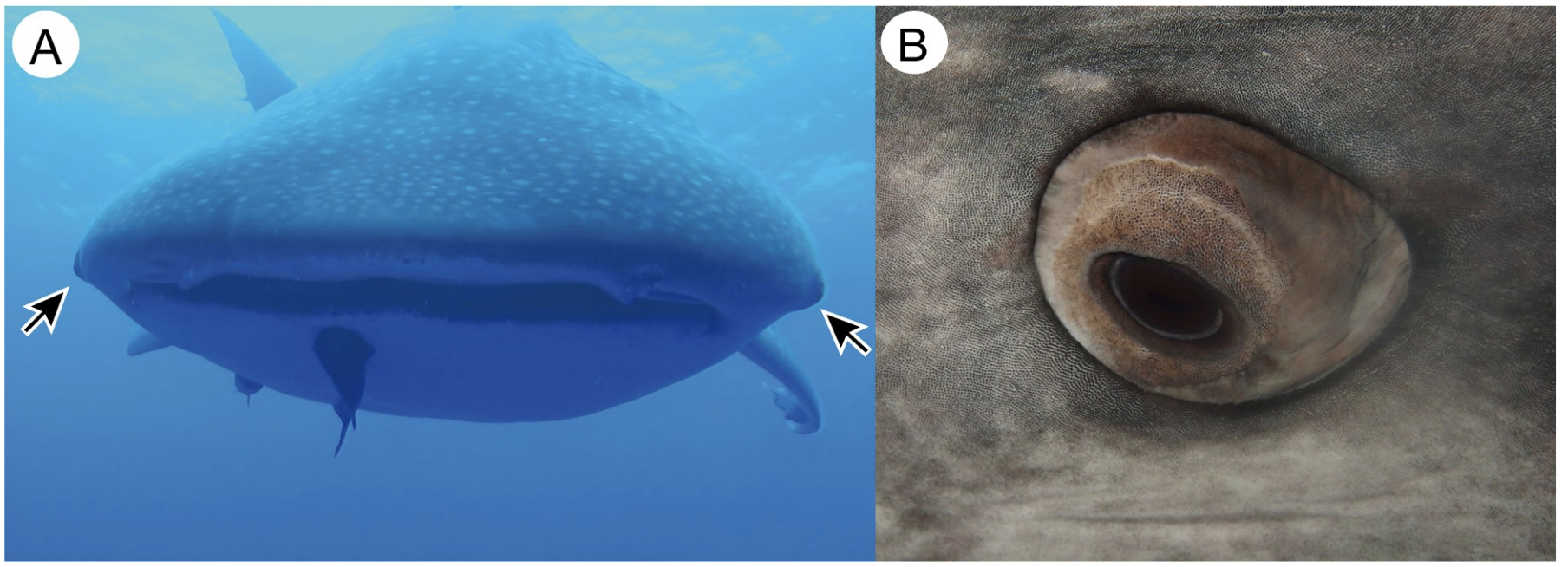 Eyes of the whale shark.  (Image: Taketeru Tomita et al., 2020/PLOS One)