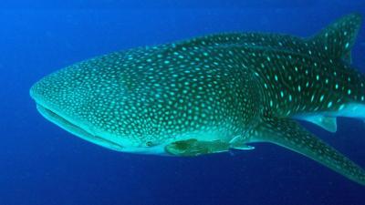 Whale Sharks Have Eyeballs Covered in Tiny Teeth
