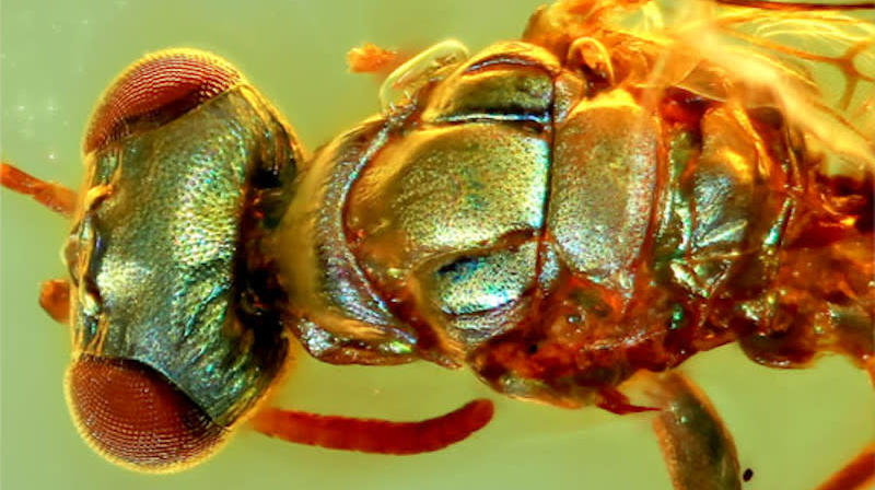 A fly trapped in amber, showing its original colouring.  (Image: Chenyang Cai et al., 2020)