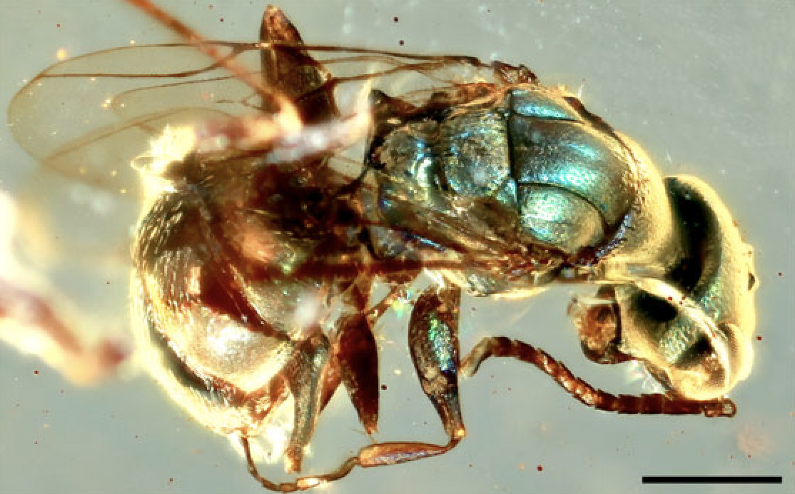A Cretaceous insect found trapped in amber.  (Image: Chenyang Cai et al., 2020)