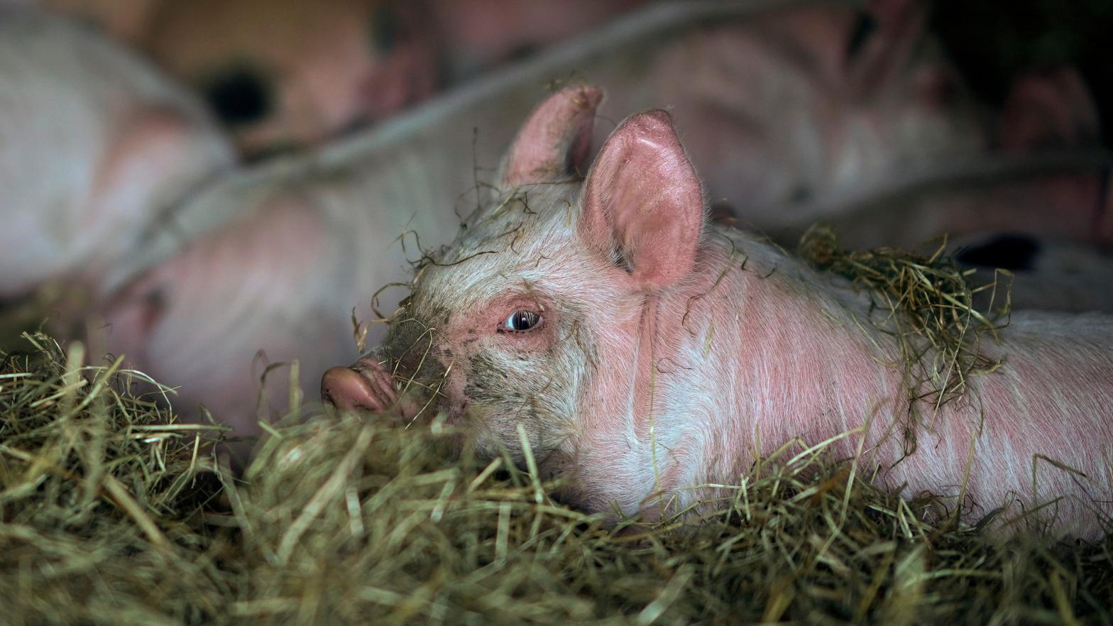 Piglets resting in their sty at the Lower Drayton Farm in the UK. (Photo: Christopher Furlong, Getty Images)