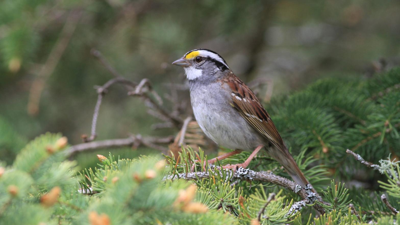 A white-throated sparrow.  (Image: Scott M. Ramsay)