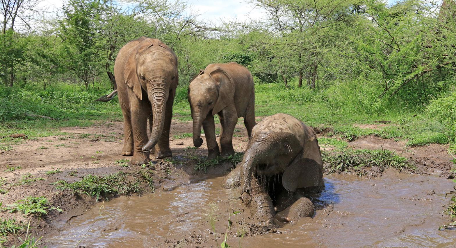 Elephants enjoying some water.  (Image: Elephants Without Borders)