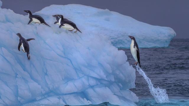 Penguins Can Shoot Poo 1.34 Metres, Study Says