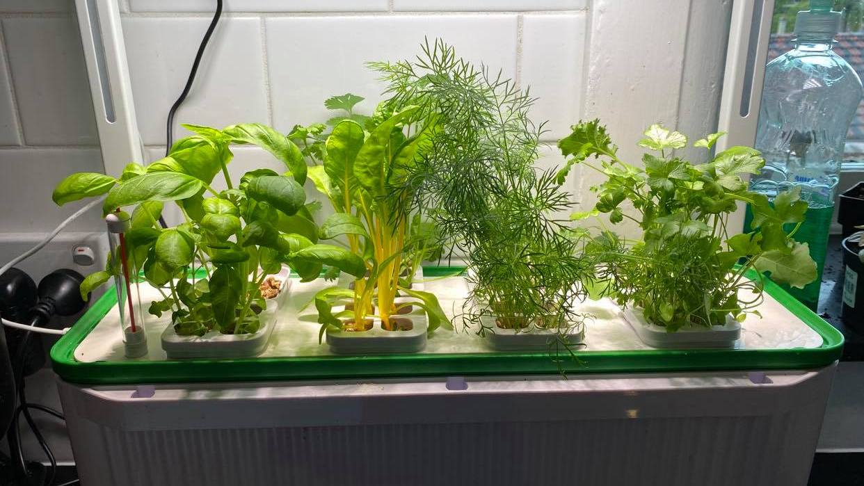 hydroponic herb garden