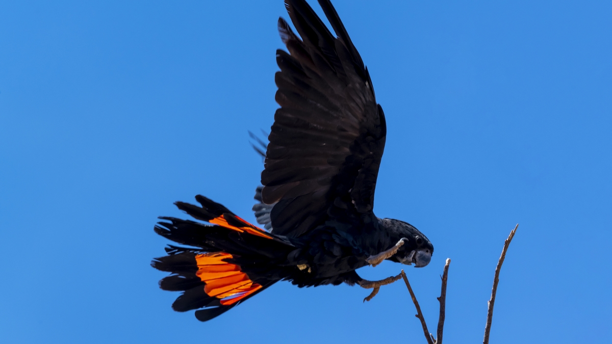 threatened species black cockatoo