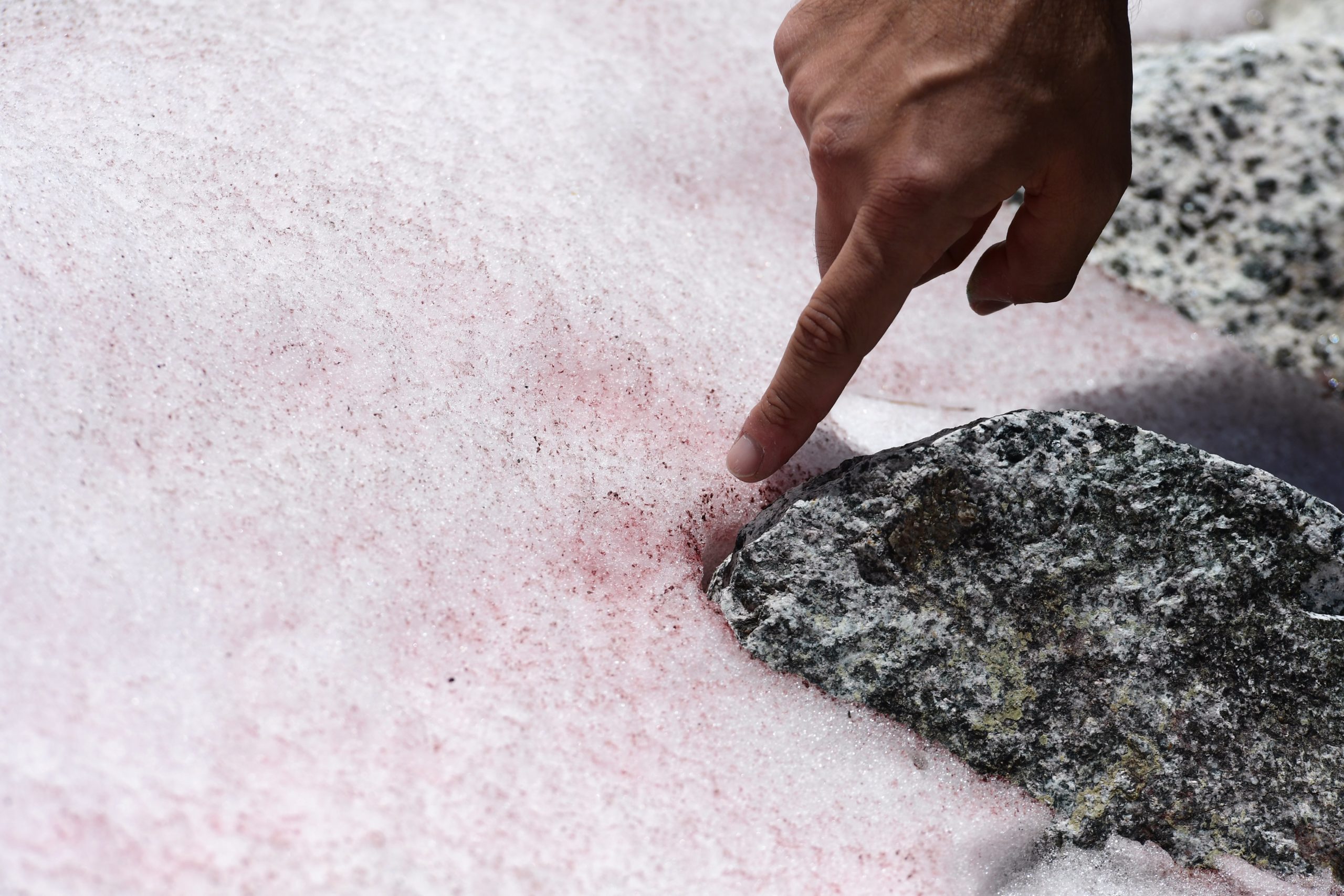 Biagio Di Mauro points to the pink snow on July 4, 2020, on the top of the Presena Glacier near Pellizzano. (Photo: Miguel Medina / AFP, Getty Images)