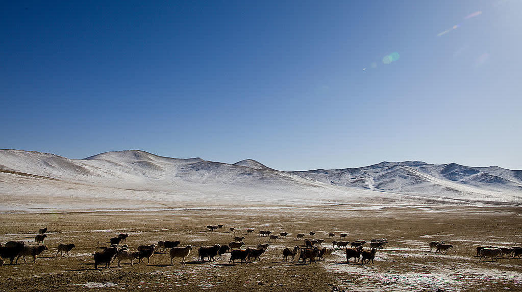 A herd of sheep in Mongolia (Photo: Paula Bronstein, Getty Images)