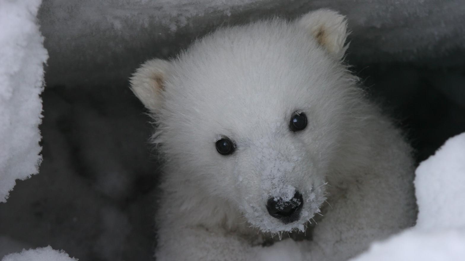 A baby polar bear. (Photo: Mike Lockhart)