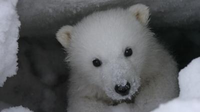 The Oil Industry Threatens Alaskan Polar Bears in Their Dens