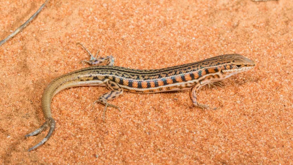 double-tailed lizards