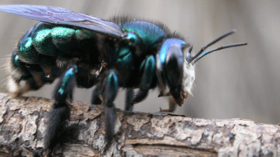 Scientists Fight to Save a Glittering Green Bee After the Summer Fires