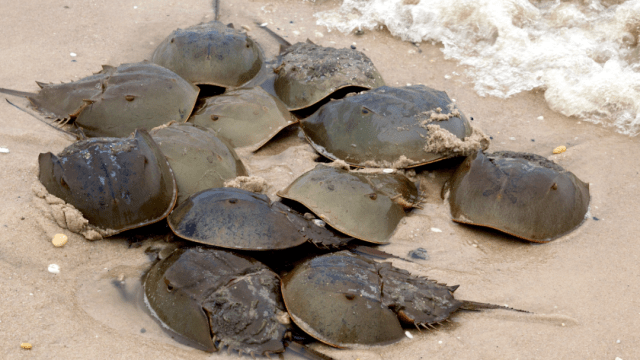 We Mapped Half a Billion Years of Horseshoe Crabs to Save Them From Blood Harvests