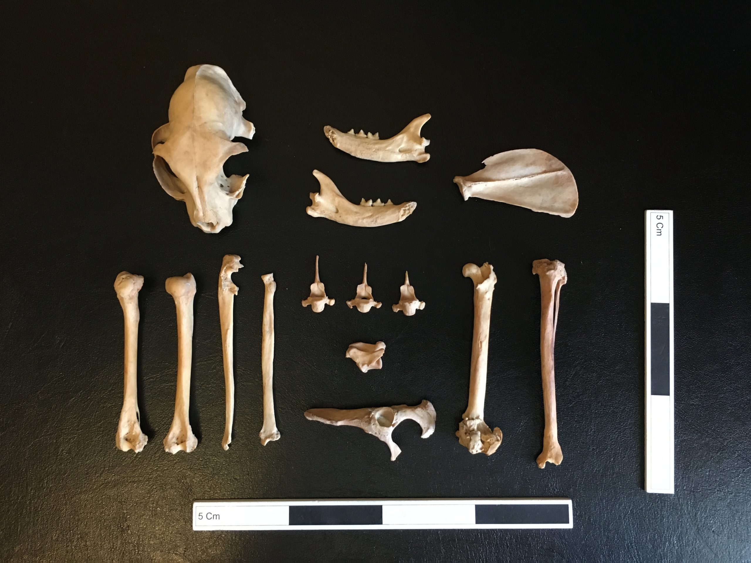 The skeletal remains of the cat.  (Image: Ashleigh Haruda / MLU)