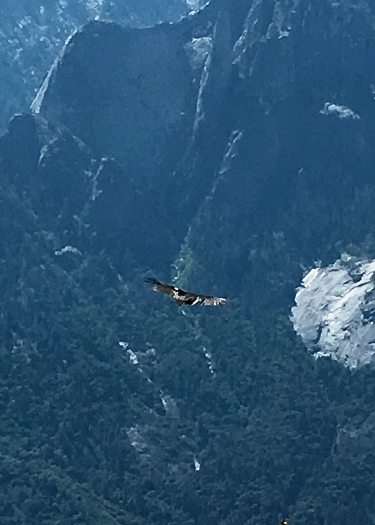 California Condors Return to Sequoia National Park for First Time in 50 Years