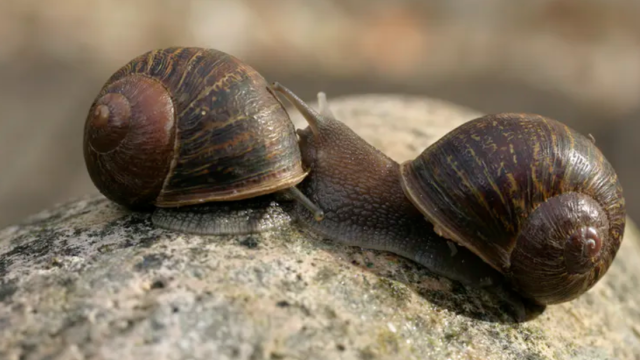 How Jeremy the Lonely Snail Showed That Two Lefts Make a Right