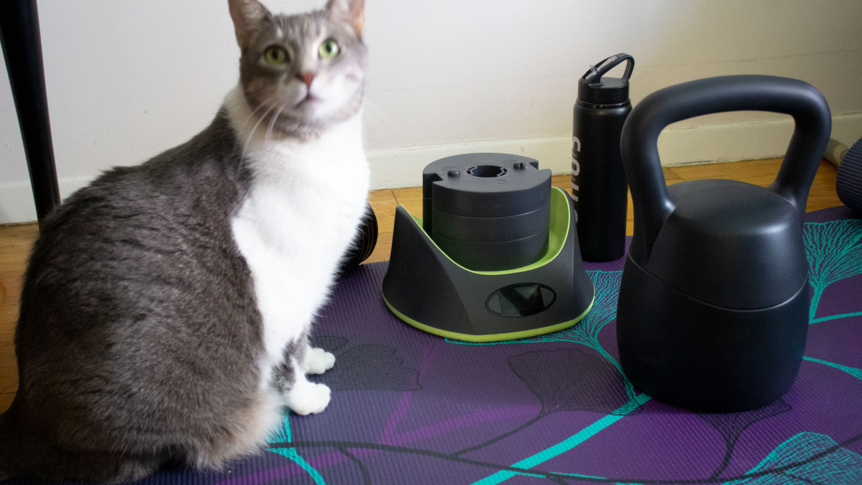 Blurry, uncooperative 8 kg cat for scale. My cat is huge, but so is the KettlebellConnect.  (Photo: Victoria Song/Gizmodo)