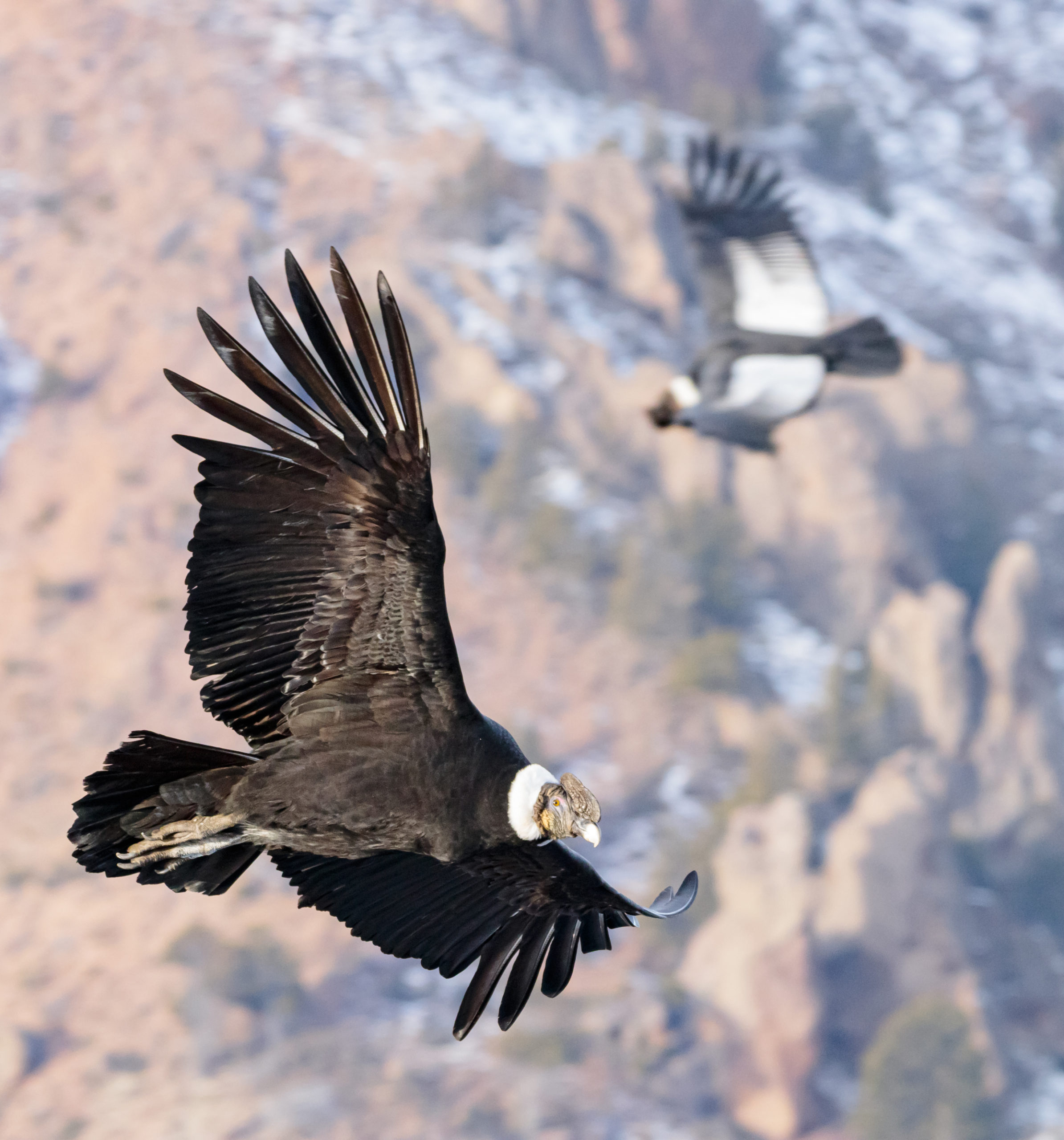 Andean condors in flight.  (Image: Alvaro Moya Riffo)