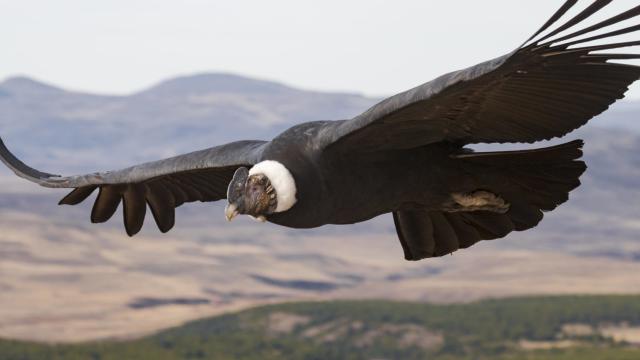 Andean Condor Soared for 161 km Without Flapping Its Wings