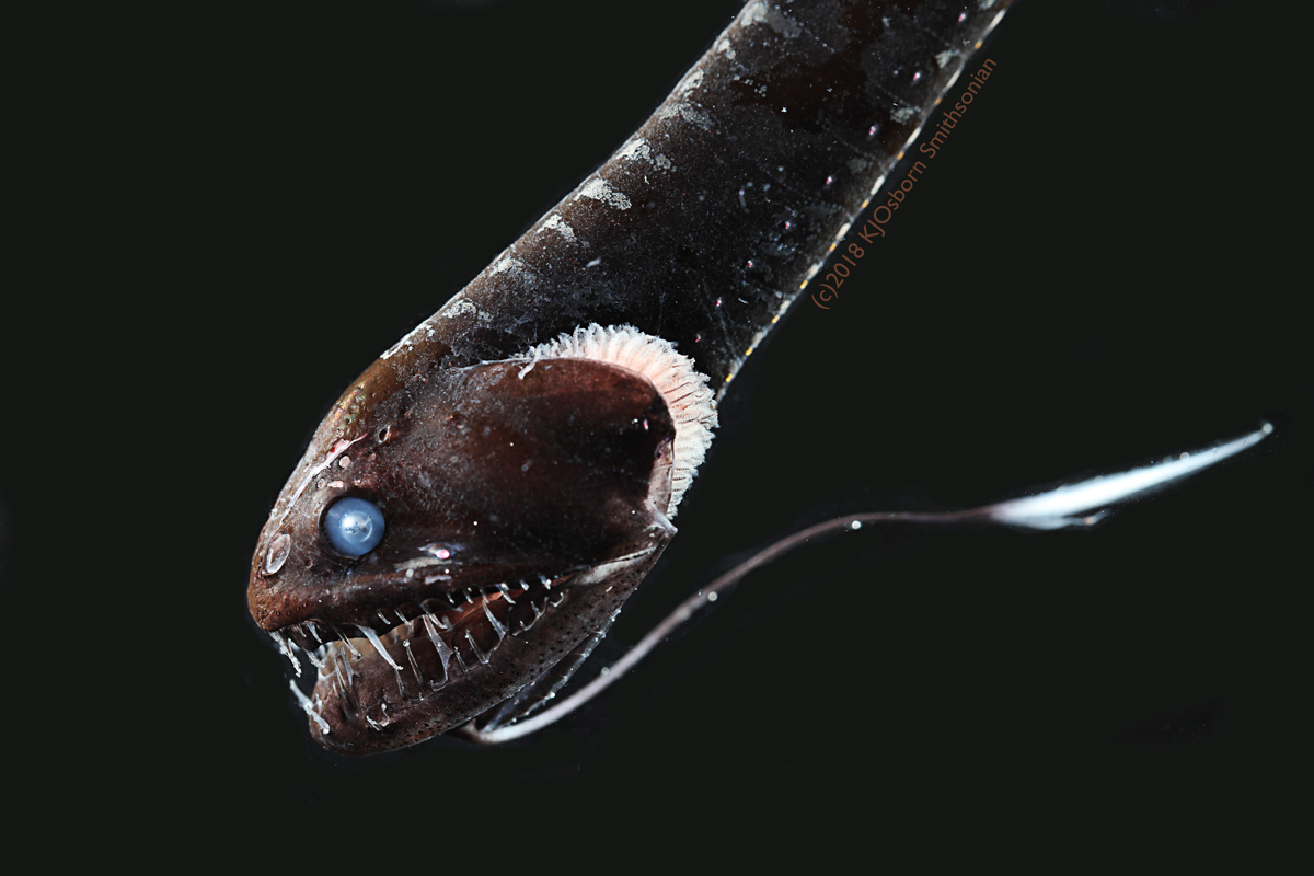 The ultra-black Pacific blackdragon (Idiacanthus antrostomus), the second-blackest fish studied by the research team. (Image: Karen Osborn, Smithsonian)