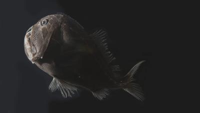 Scientists Unlock the Secret to Ultra-Black Skin of Deep-Sea Fish