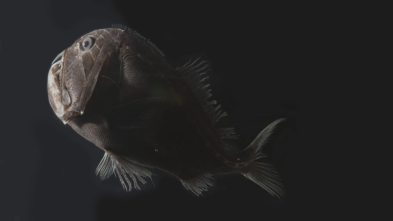 One specimen of the ultra-black fish species Anoplogaster cornuta. (Image: Karen Osborn, Smithsonian)