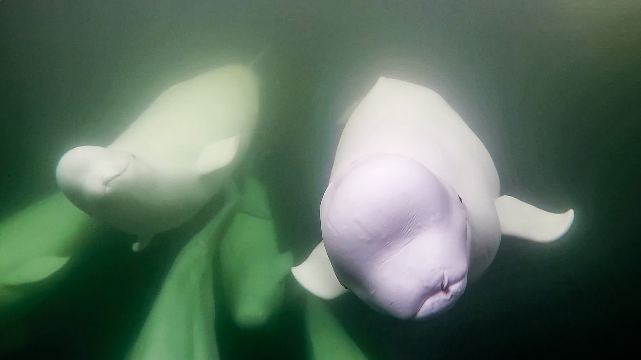 Some of the beluga boys from the live cam. (Photo: Madison Stevens)