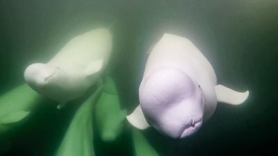 This Livestream of Beluga Whales Is the Only Thing I Want to Watch in Quarantine