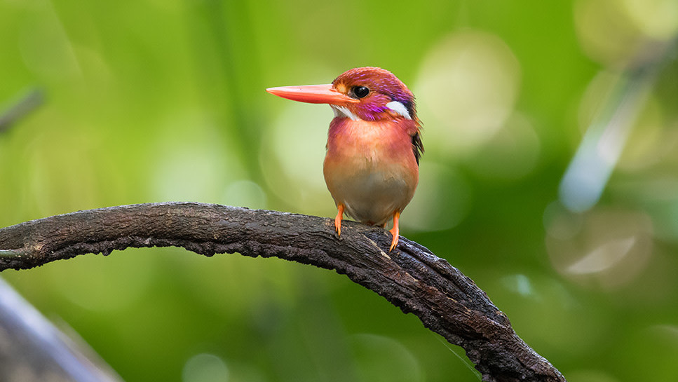 This is my best friend, the South Philippine dwarf kingfisher. (Photo: Miguel De Leon)