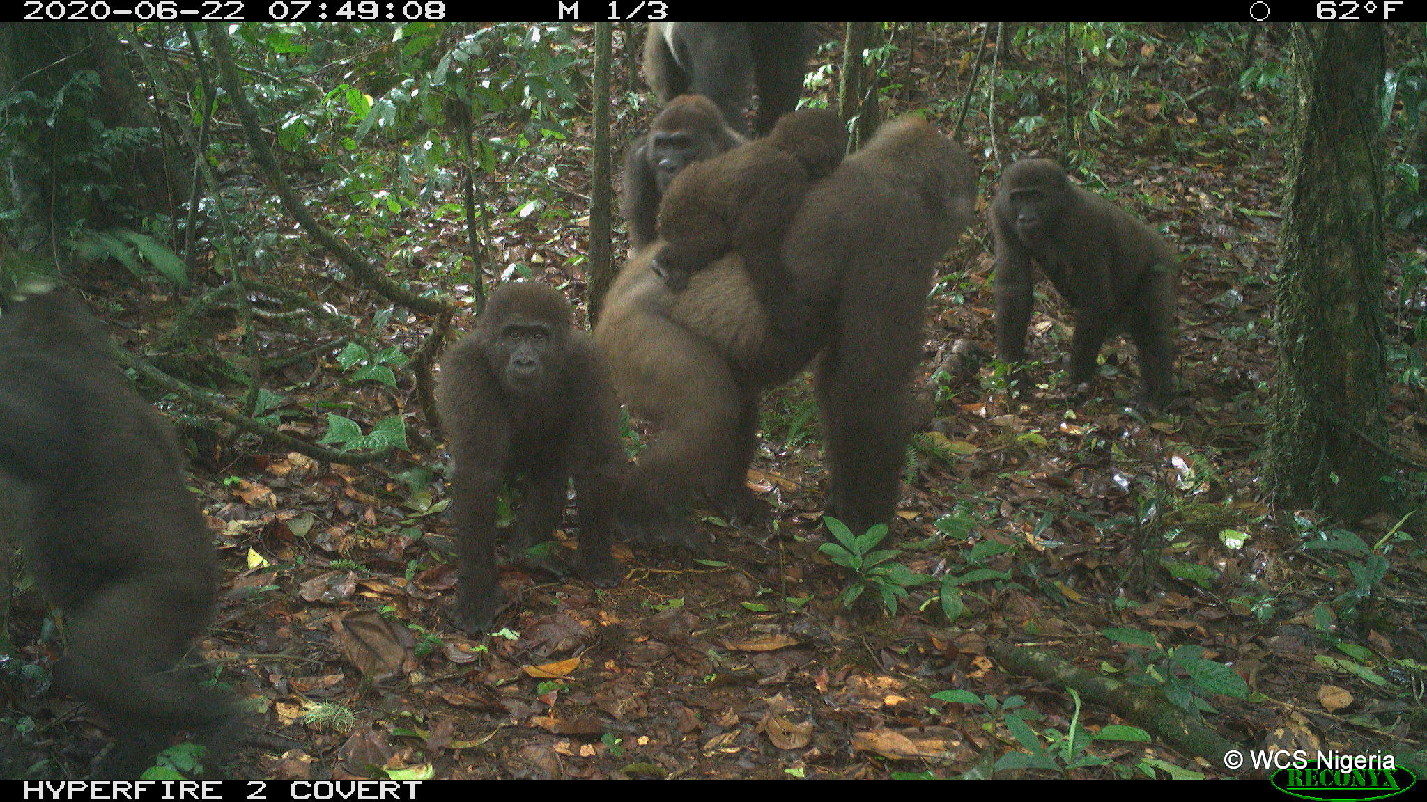 Cross River gorilla group including adults and young of different ages in Nigeria's Mbe Mountains in June 2020. (Screenshot: WCS Nigeria)