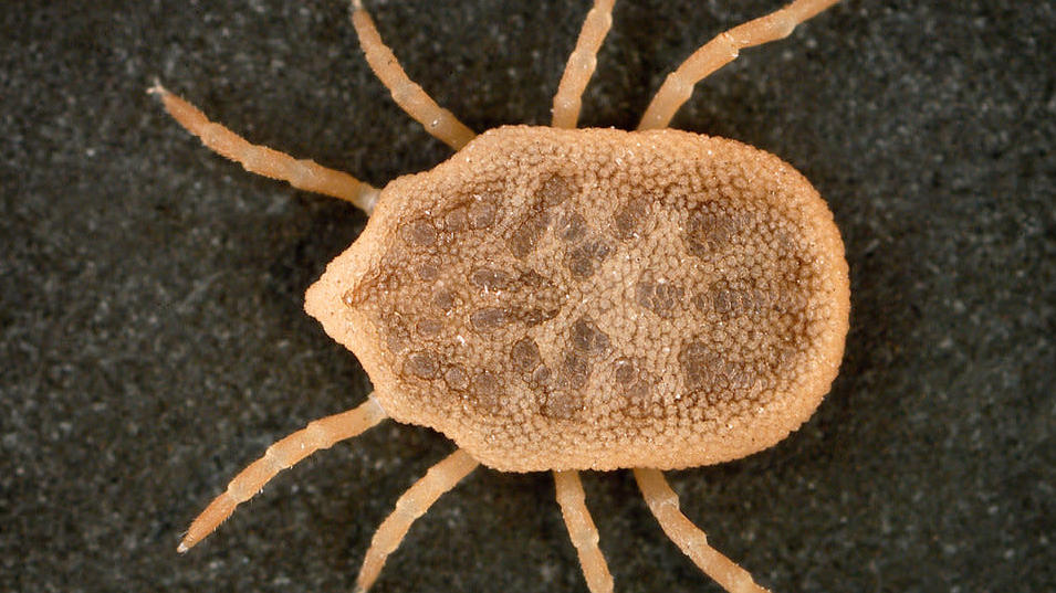 A bat tick, a variety of soft tick similar to the species used in the study. (Photo: CDC/ William L. Nicholson)