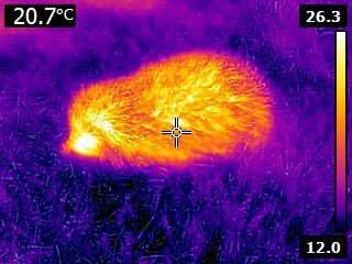 If you've never seen a hedgehog through a thermal camera, well, voila!  (Image: Courtesy of Lucy Bearman-Brown)