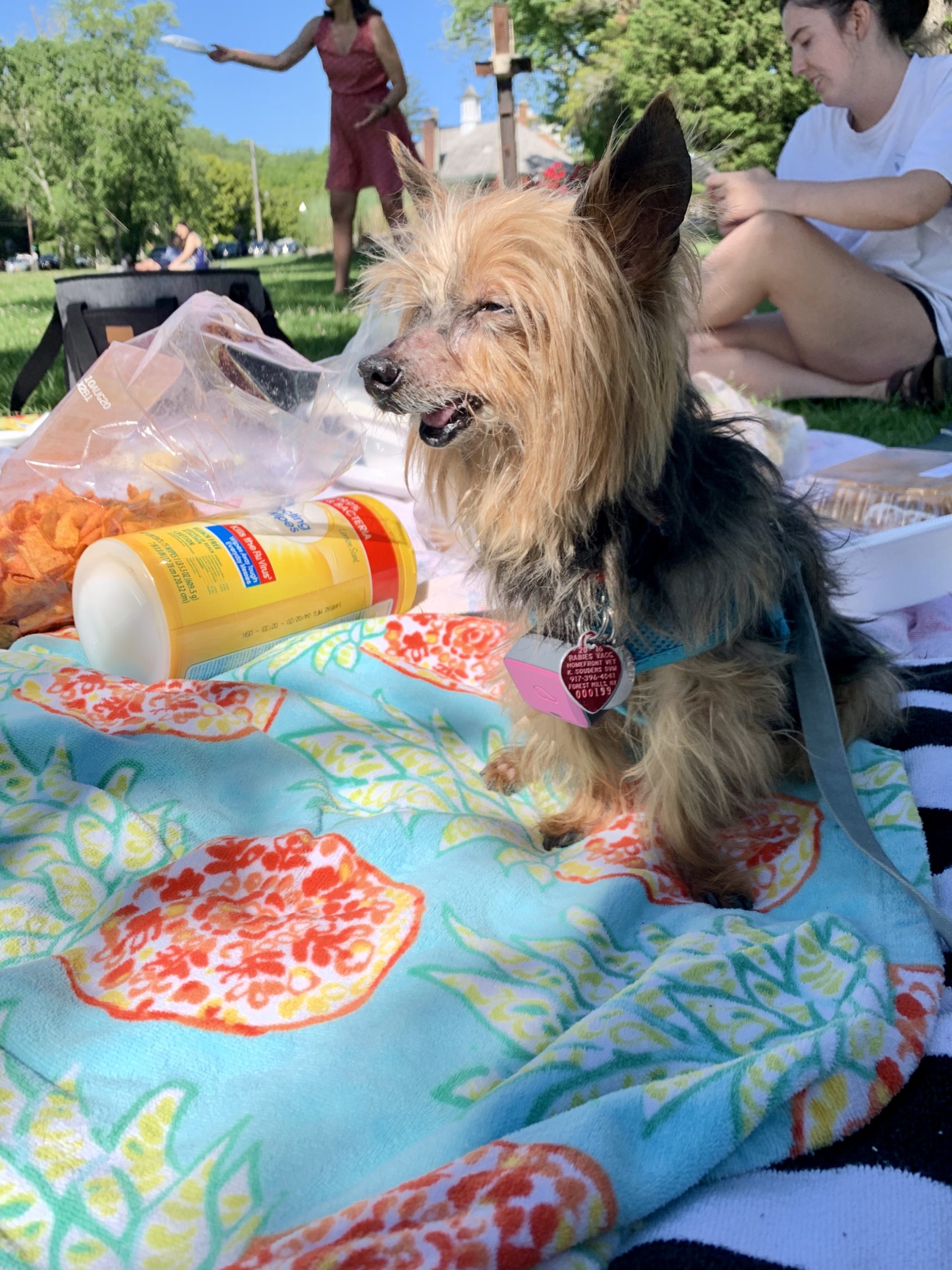 Daisy, unimpressed by this picnic I took her to.  (Photo: Victoria Song/Gizmodo)
