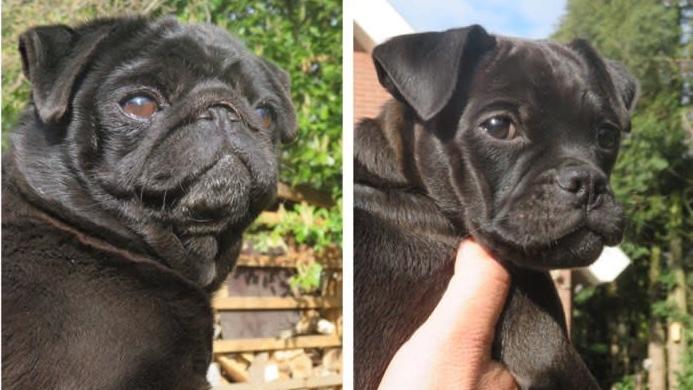 A comparison of Pelle the retropug, on the right, with a 7-year-old, unrelated female black pug, on the left. (Photo: Meranda Stark)