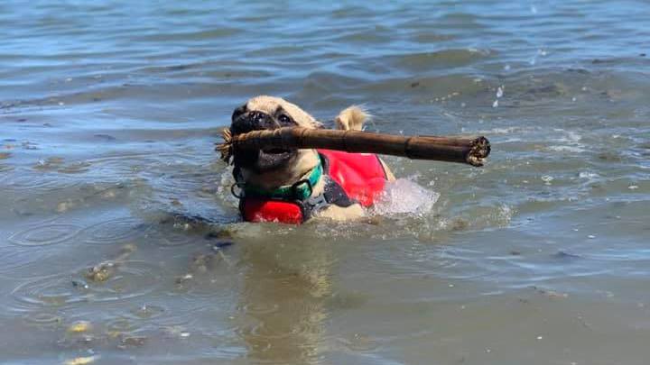 Eugene the retropug, seen here playing in the water. (Photo: Lauren Fetterman)