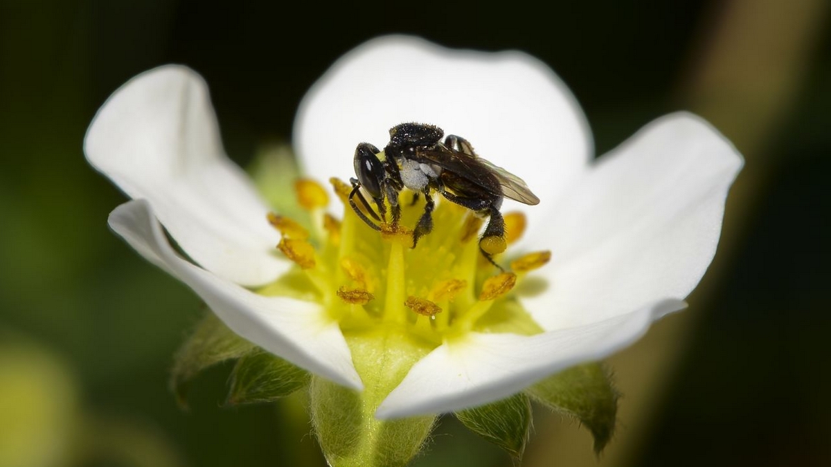 Australian native bee (Tetragonula carbonaria