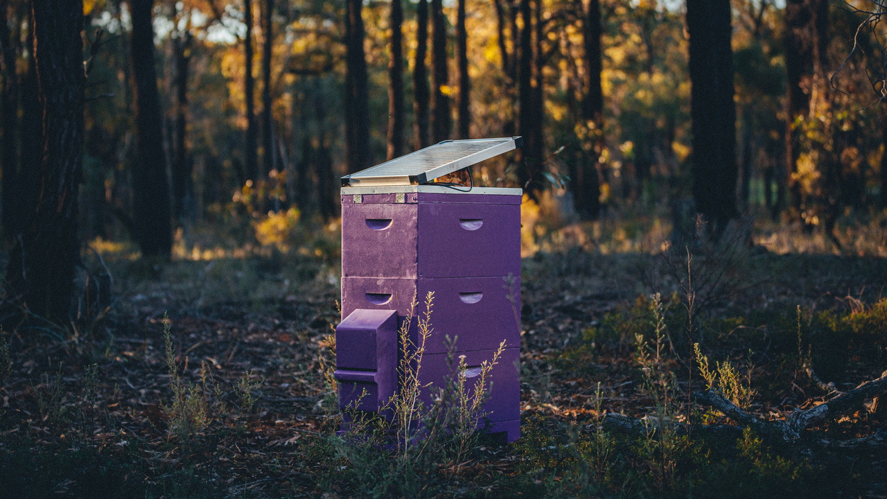 bega honey purple hive project