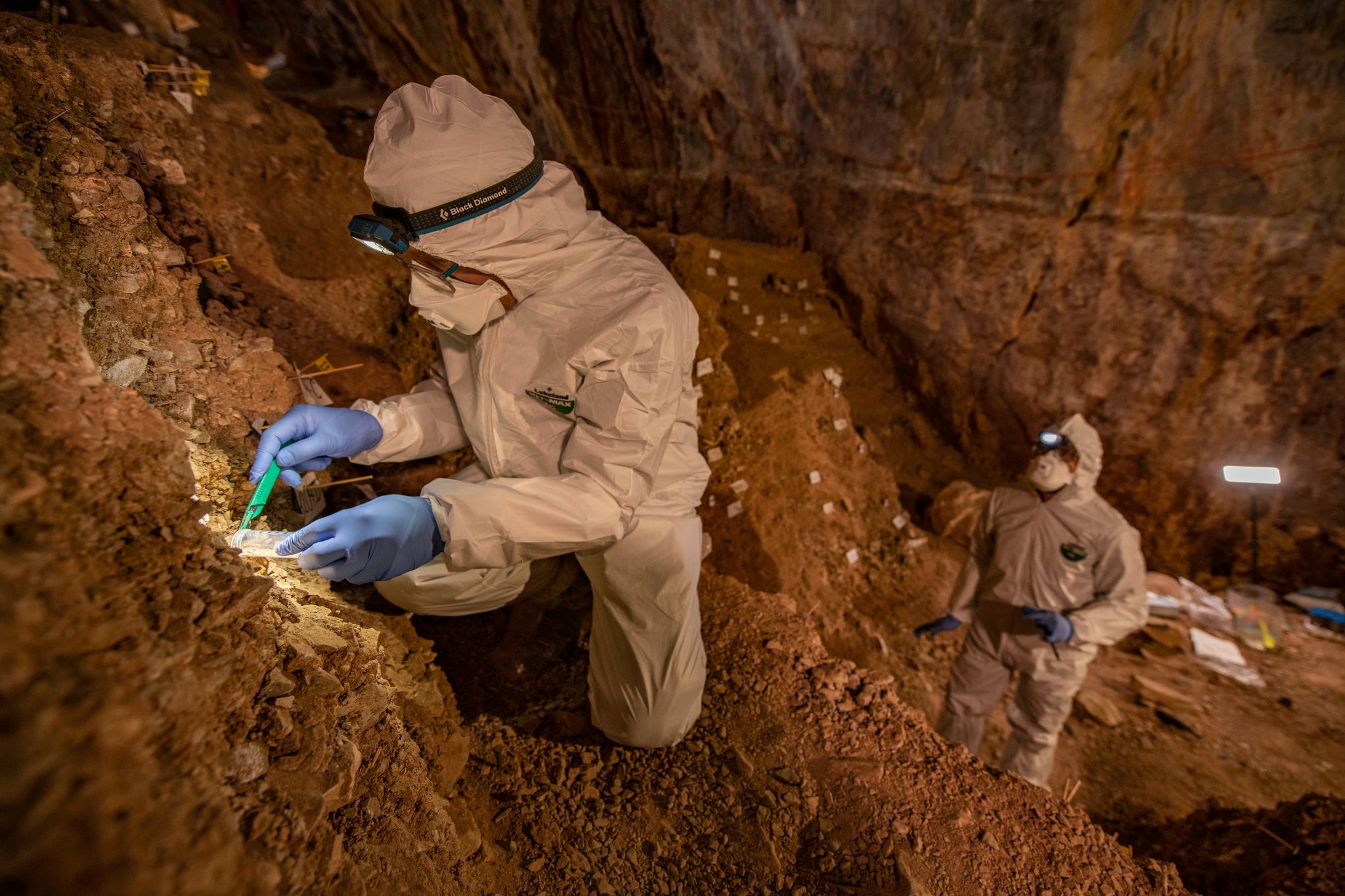 Archaeologists sampling the cave sediments for DNA.  (Image: Devlin A. Gandy)