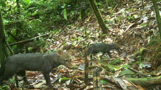 The Living Ghost Dogs That Haunt the Amazon
