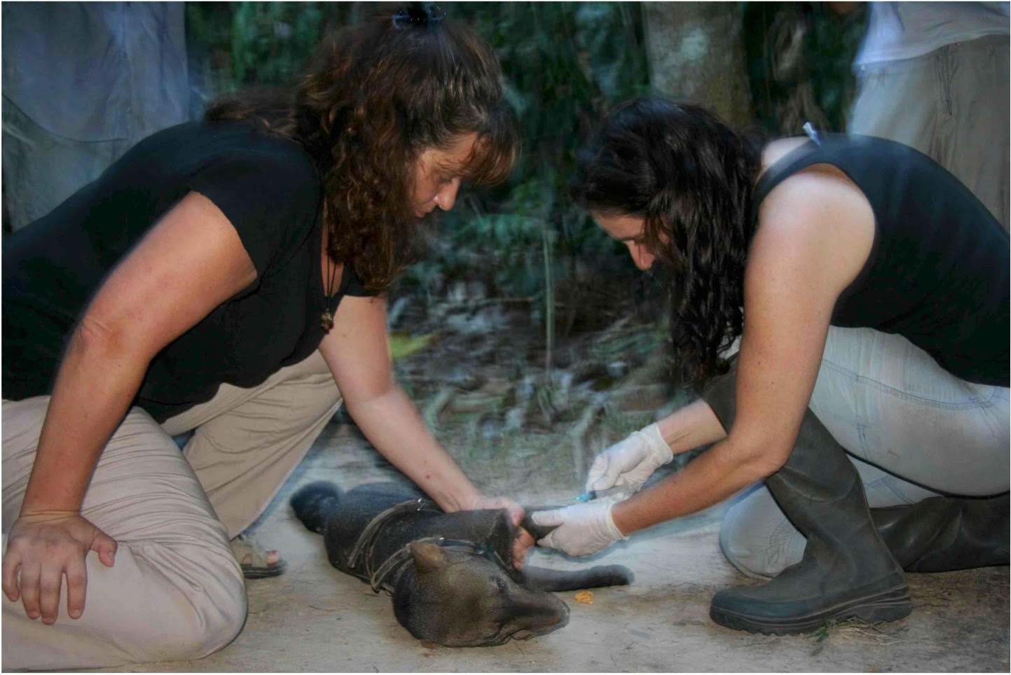 Pitman (right) and her research assistant putting trackers on Oso to send him off into the wild. (Photo: Renata Leite Pitman)