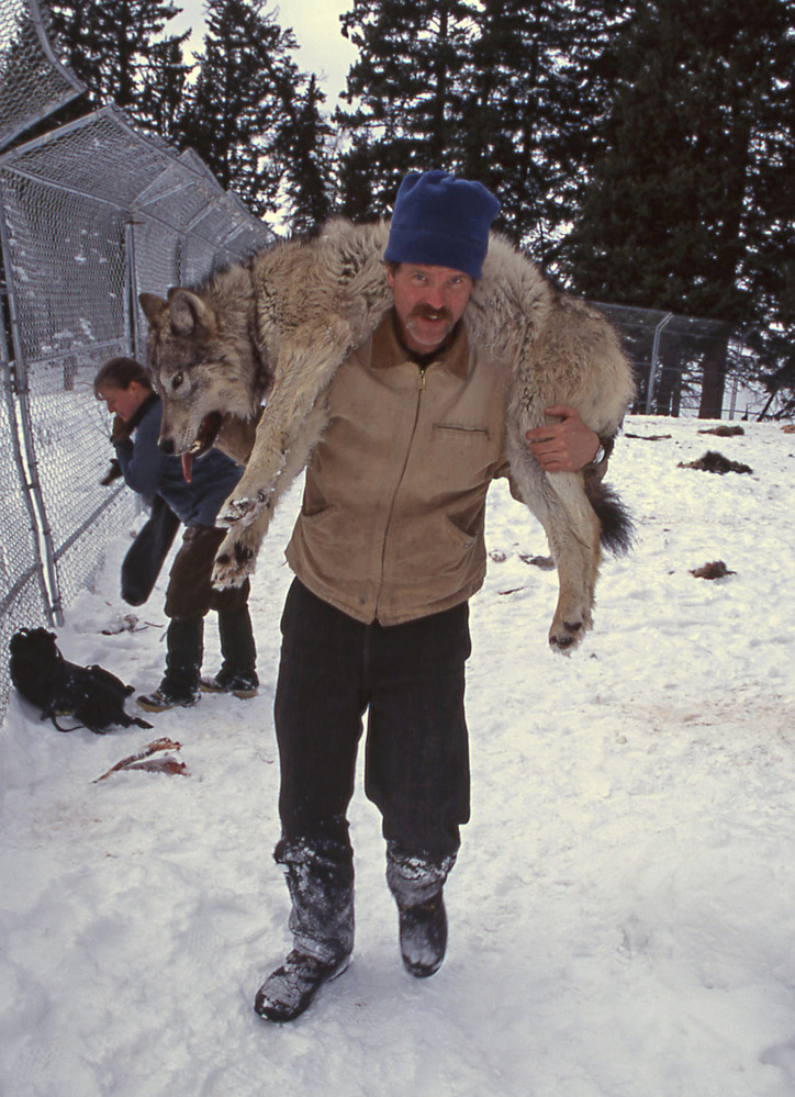Doug Smith carrying a wolf during the reintroduction years. (Photo: Diane Renkin/NPS)