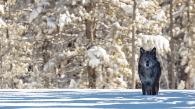 25 Years After Returning, Yellowstone’s Wolves Are the Most Studied but Misunderstood Good Boys