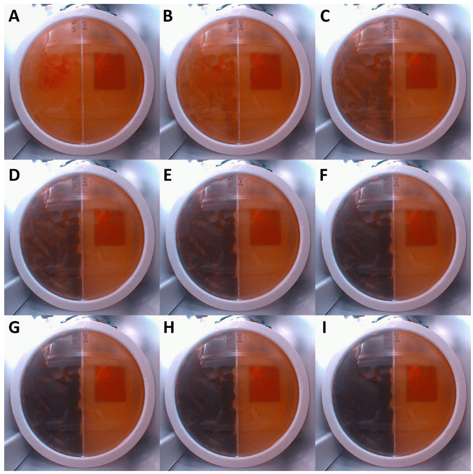 Fungal growth (as seen on the left side of the petri dish) as observed during the first 48 hours of the experiment.  (Image: G. K. Shunk et al., 2020)