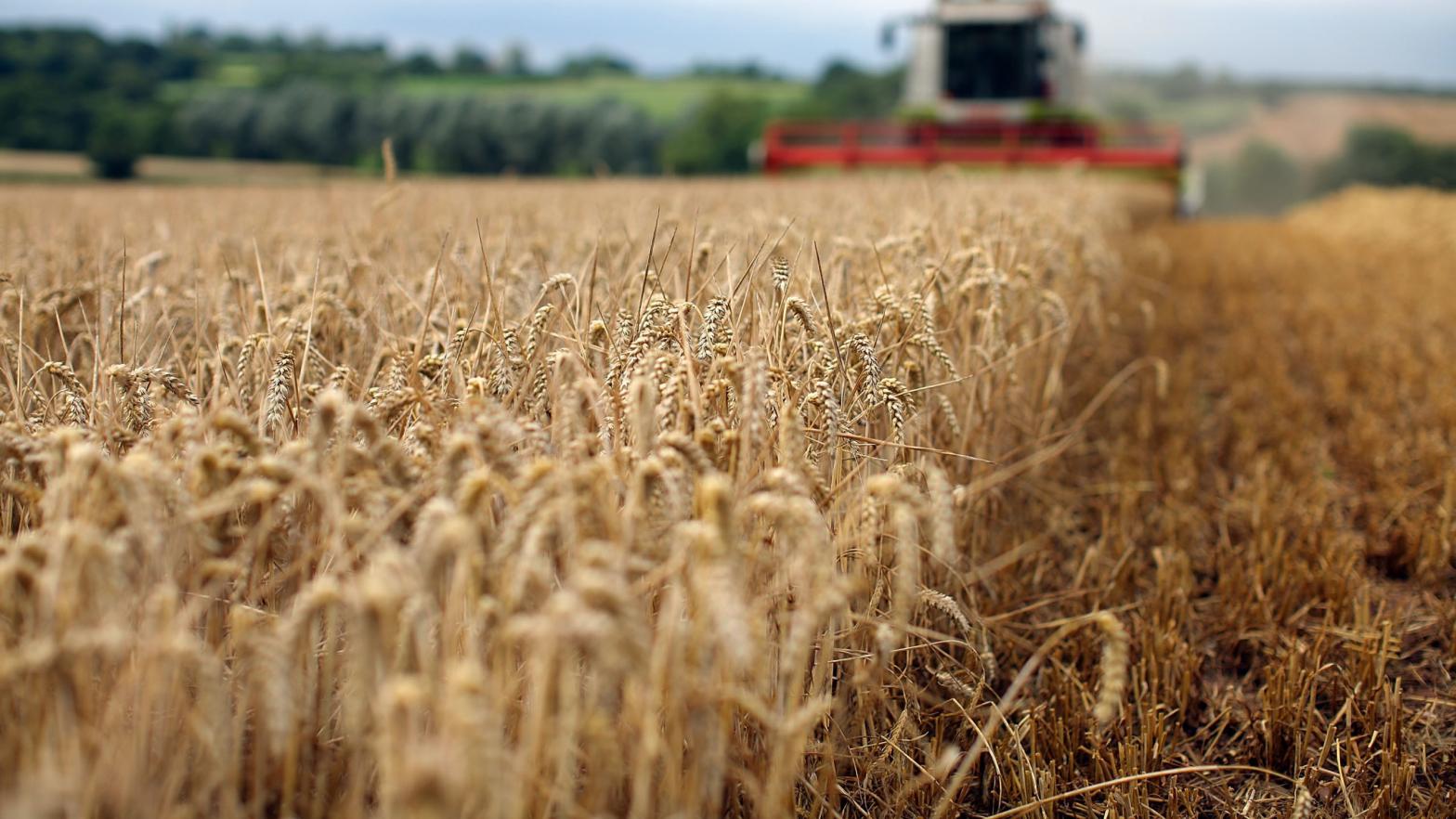 Wheat being harvested in an open field. It could be a thing of the past someday. (Photo: Christopher Furlong, Getty Images)