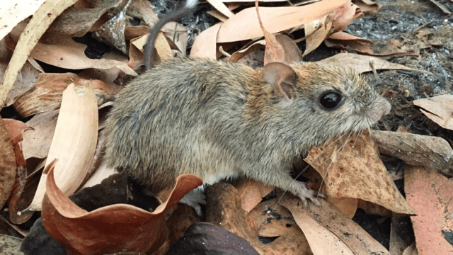 The Mystery of the Top End’s Vanishing Wildlife, and the Unexpected Culprits