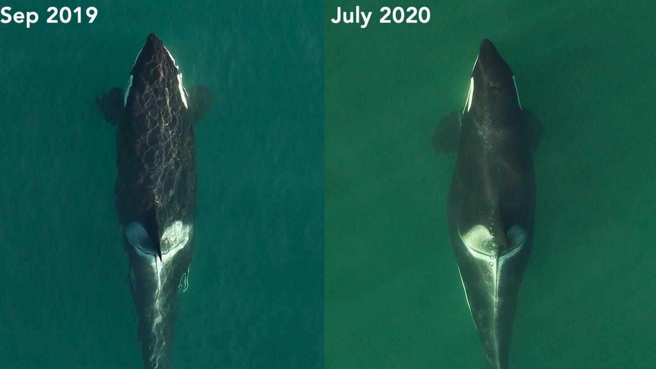L72 pregnancy: The picture panel above shows the shape change of L72, a killer whale with the Southern Resident population, between September 2019 and July 2020. She's now in the late stages of pregnancy. (Photo: SR3 and NOAA’s Southwest Fisheries Science Centre in 2019 / SR3 and SEA in 2020 (NMFS Research Permit 19091)